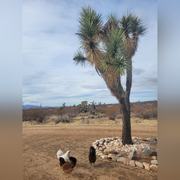 VETERANS DAY SALE - Picture 2 of 11